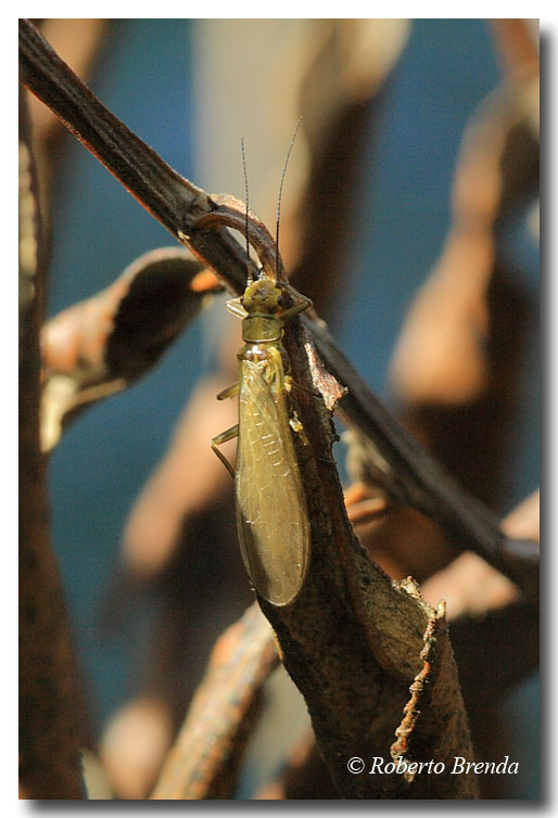 Isoperla sp.