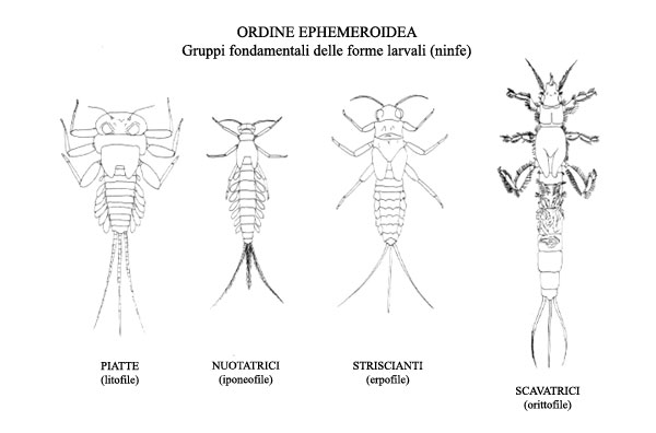 Ninfe efemerotteri