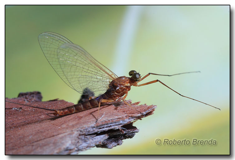 Rhithrogena fiorii imago maschio