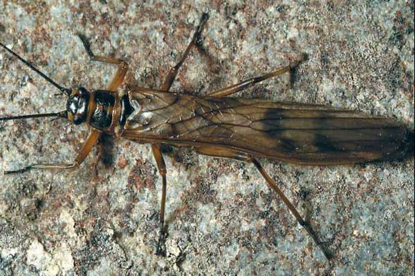 Taeniopterygidae