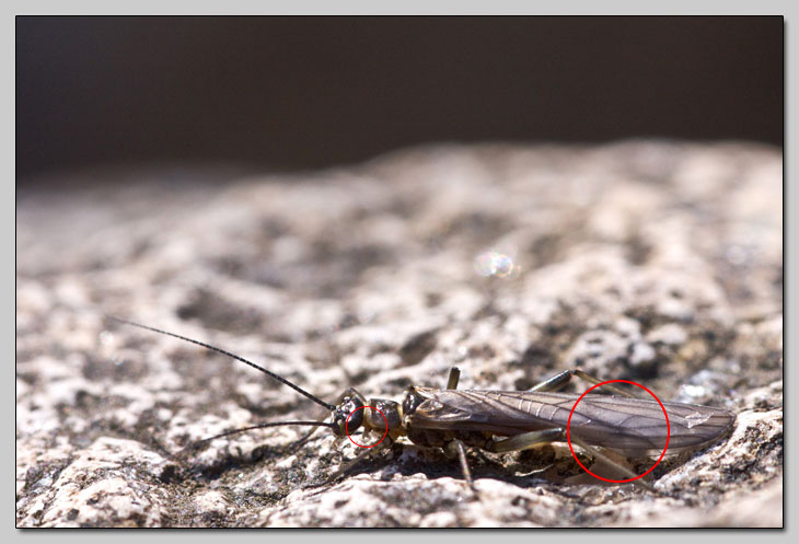 Amphinemura sp. e Capnia sp.