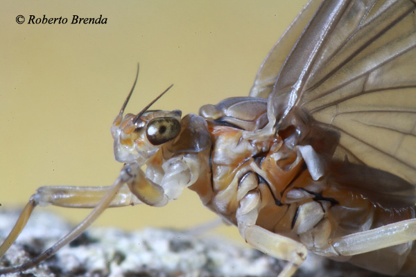 Baetis rhodani - Subimago