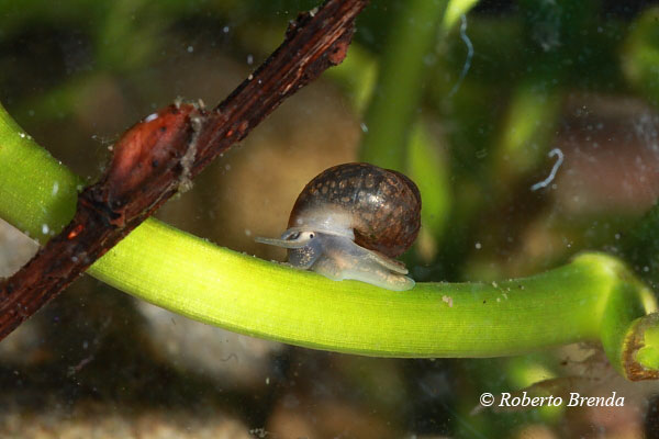 Emmericia patula (Brumati, 1838) nel Fiume Tirino(PE)