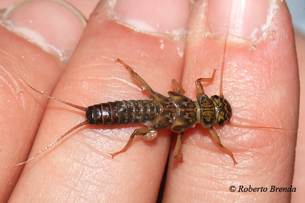 Larva di Dinocras cephalotes