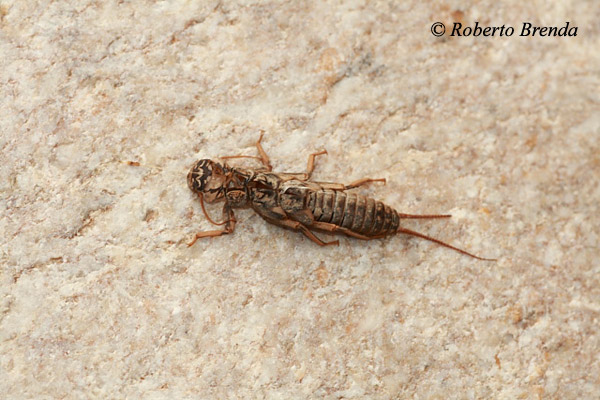 Dinocras cephalotes