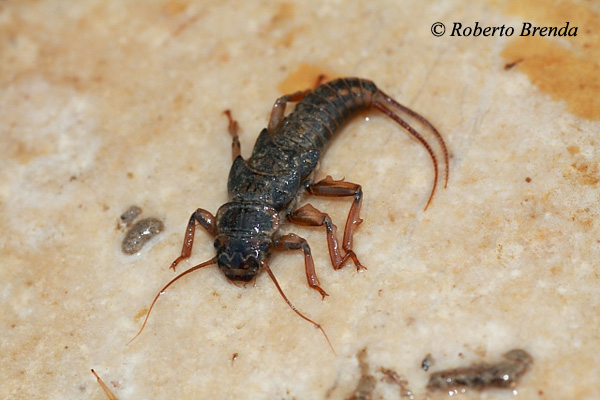 Dinocras cephalotes