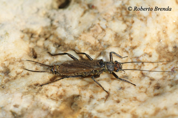 Dinocras cephalotes