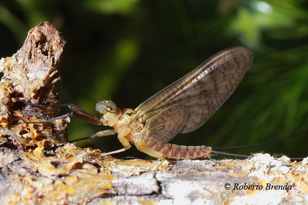 Ecdyonurus venosus