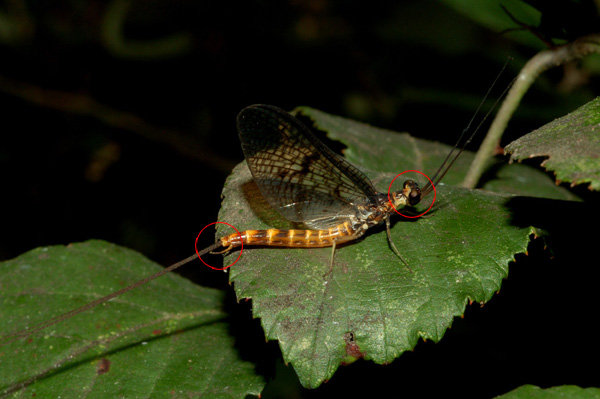 Ephemera danica appena mutata
