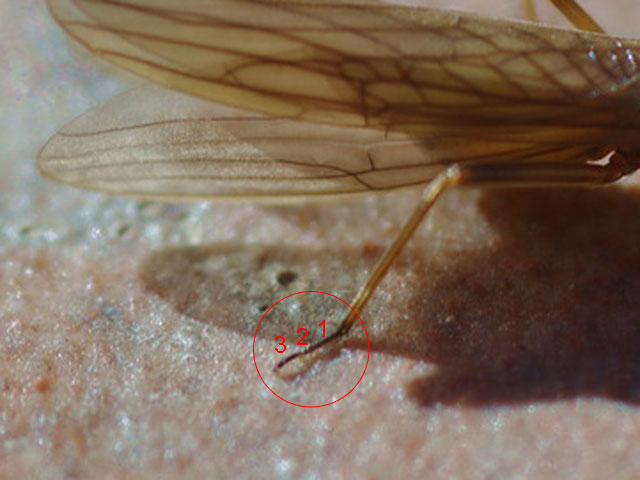 Leuctridae