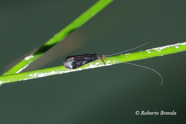 Mystacides azurea