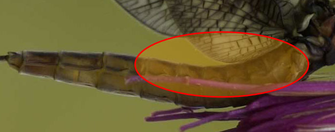 Ephemera vulgata