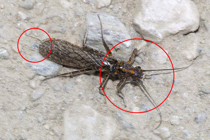 Isoperla sp.