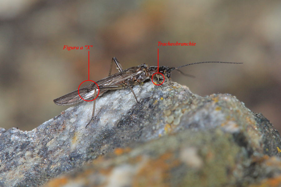Protonemura sp.