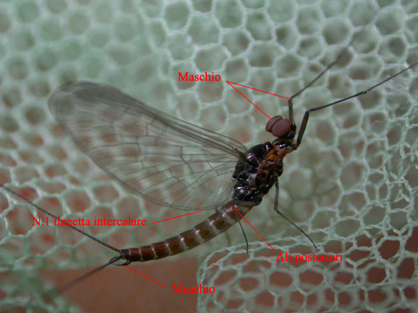 Probabile Pseudocentroptilum sp.