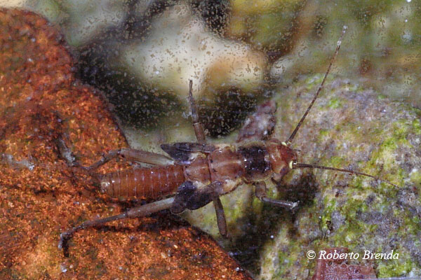Taeniopterygidae