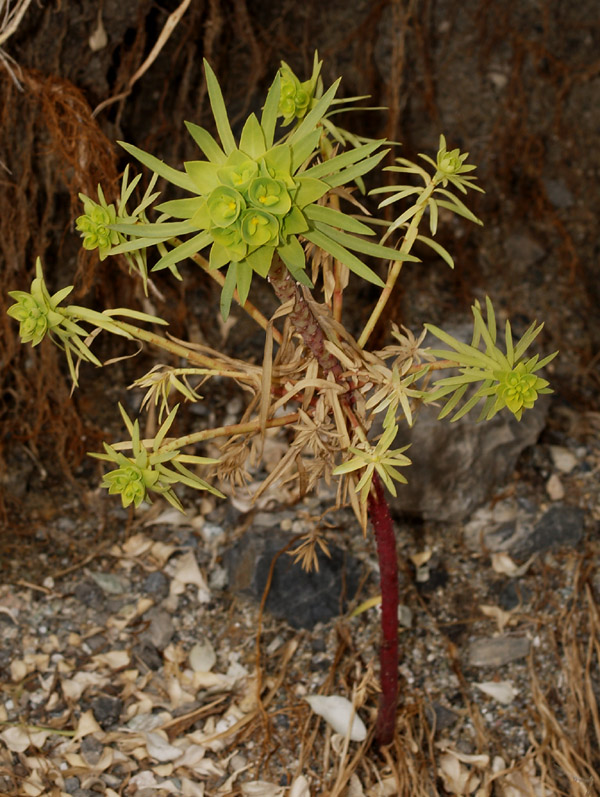 Euphorbia cyparissias