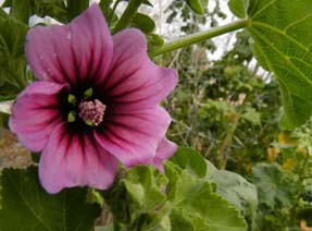 Malva veneta