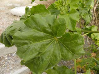 Malva veneta