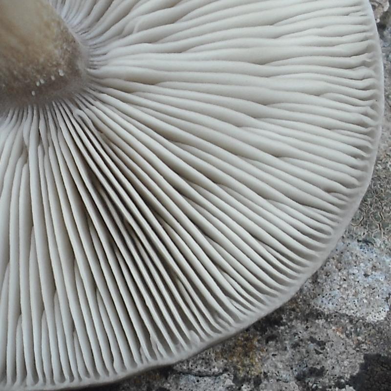 Melanoleuca sp.