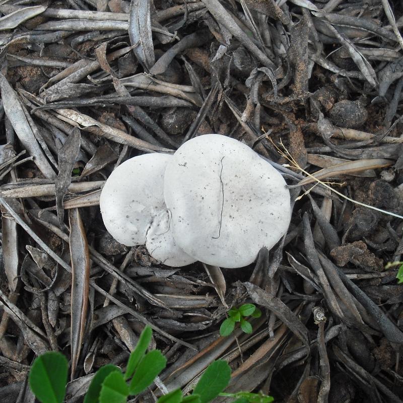 Melanoleuca (cfr. Melanoleuca spegazzinii)