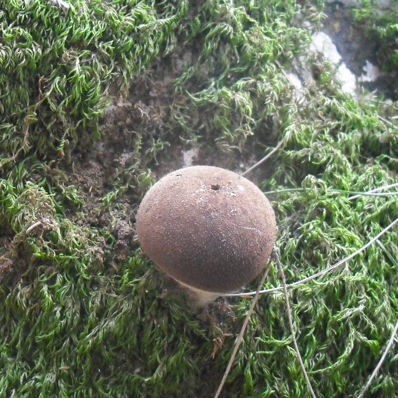 Lycoperdacea