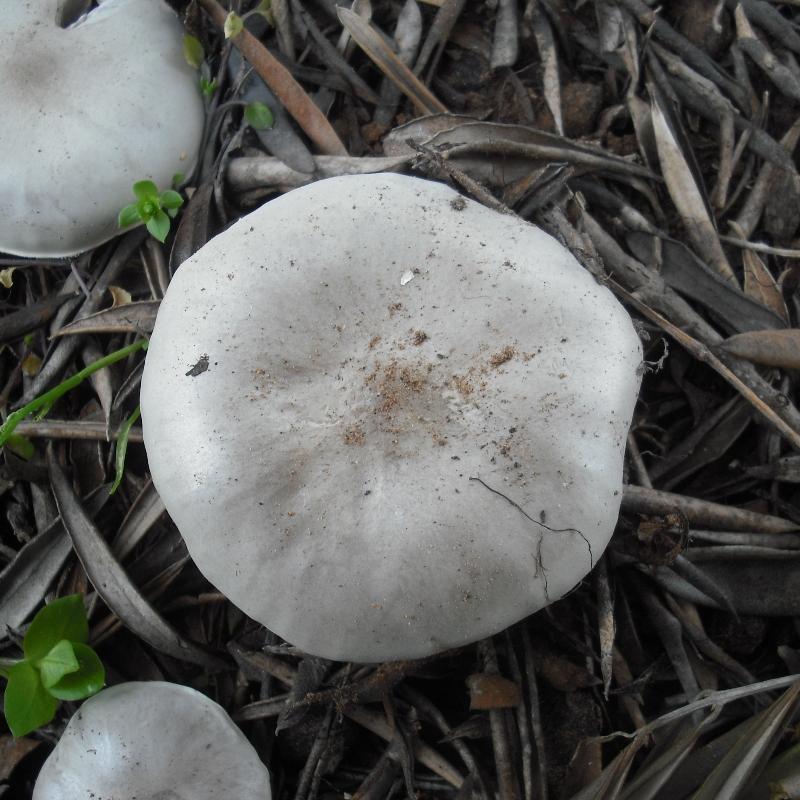 Melanoleuca (cfr. Melanoleuca spegazzinii)