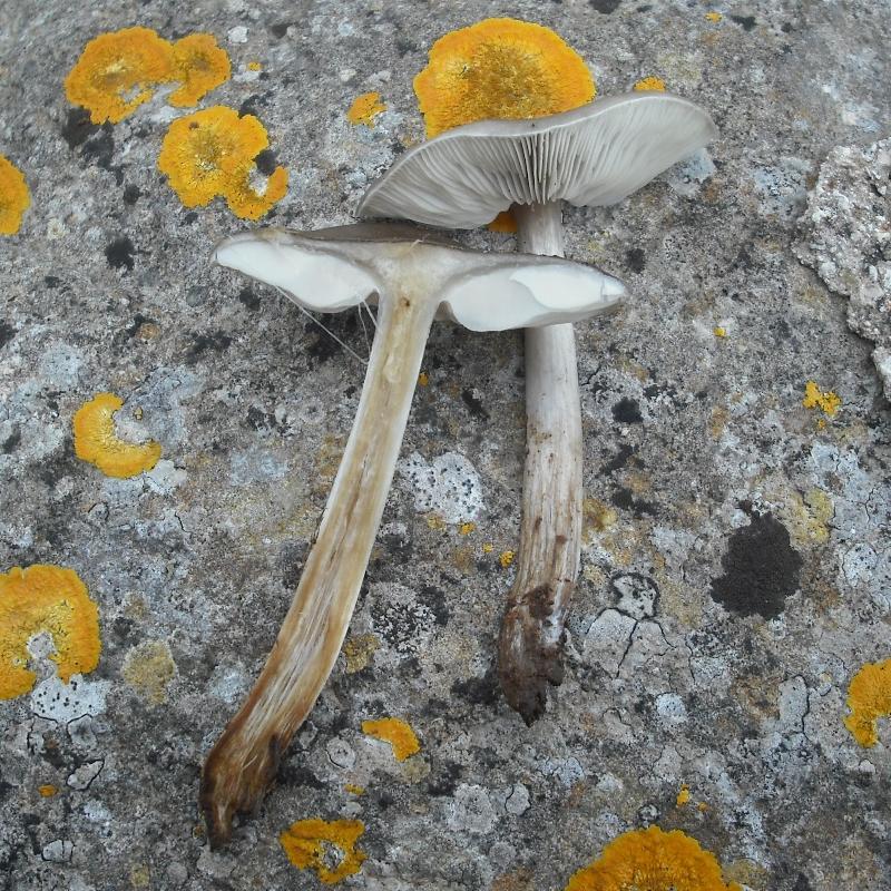 Melanoleuca sp.