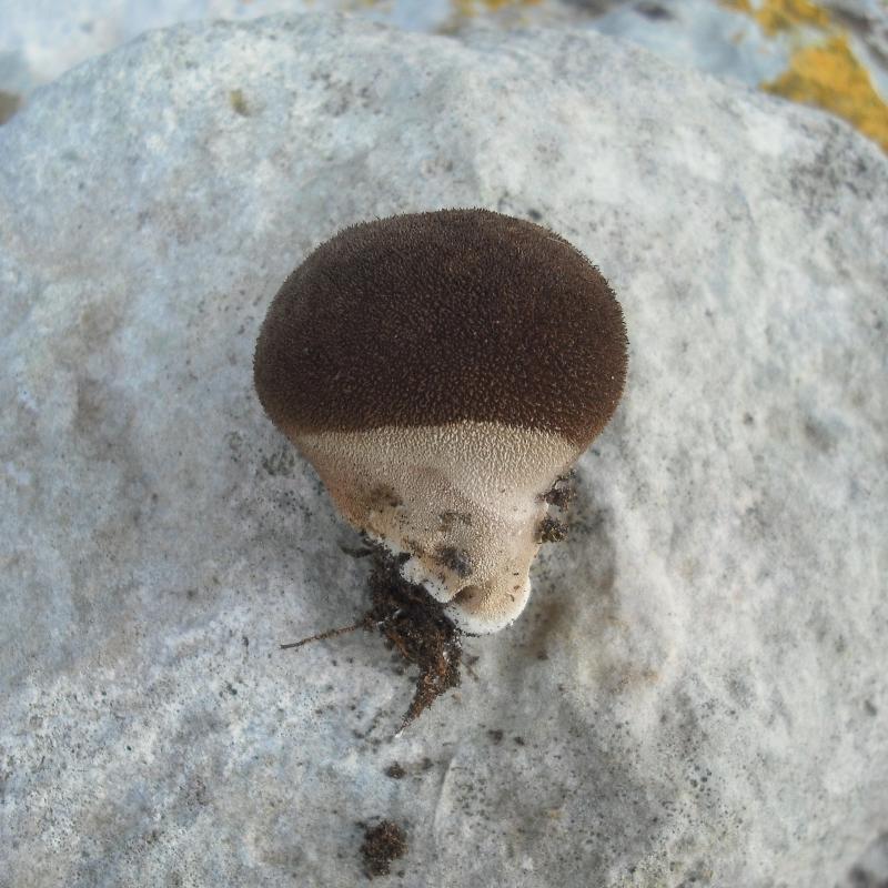 Lycoperdacea