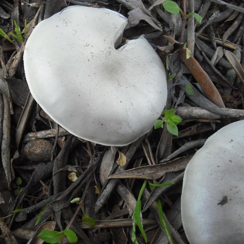 Melanoleuca (cfr. Melanoleuca spegazzinii)