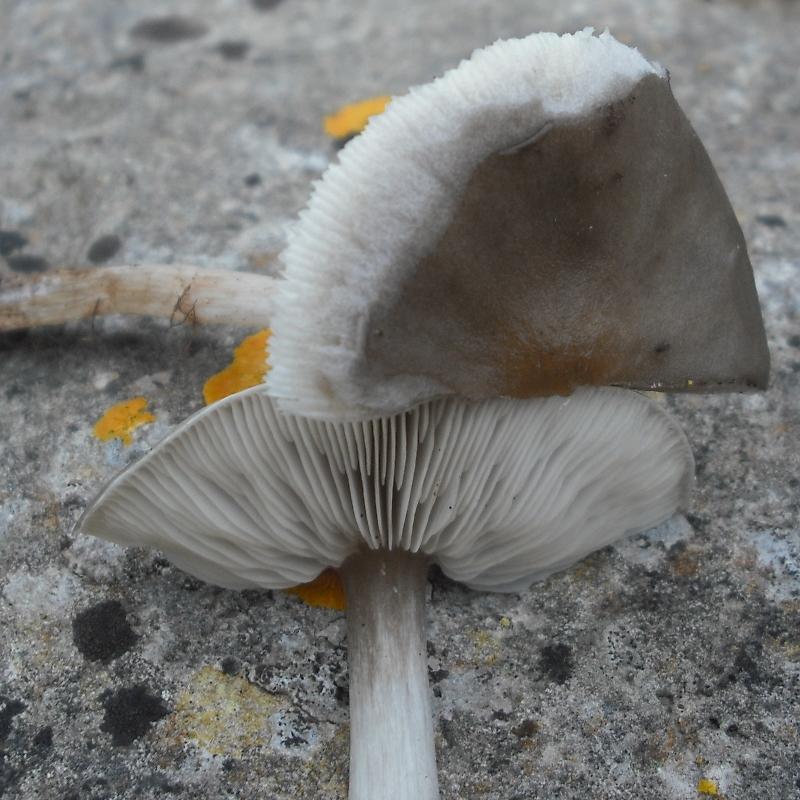 Melanoleuca sp.