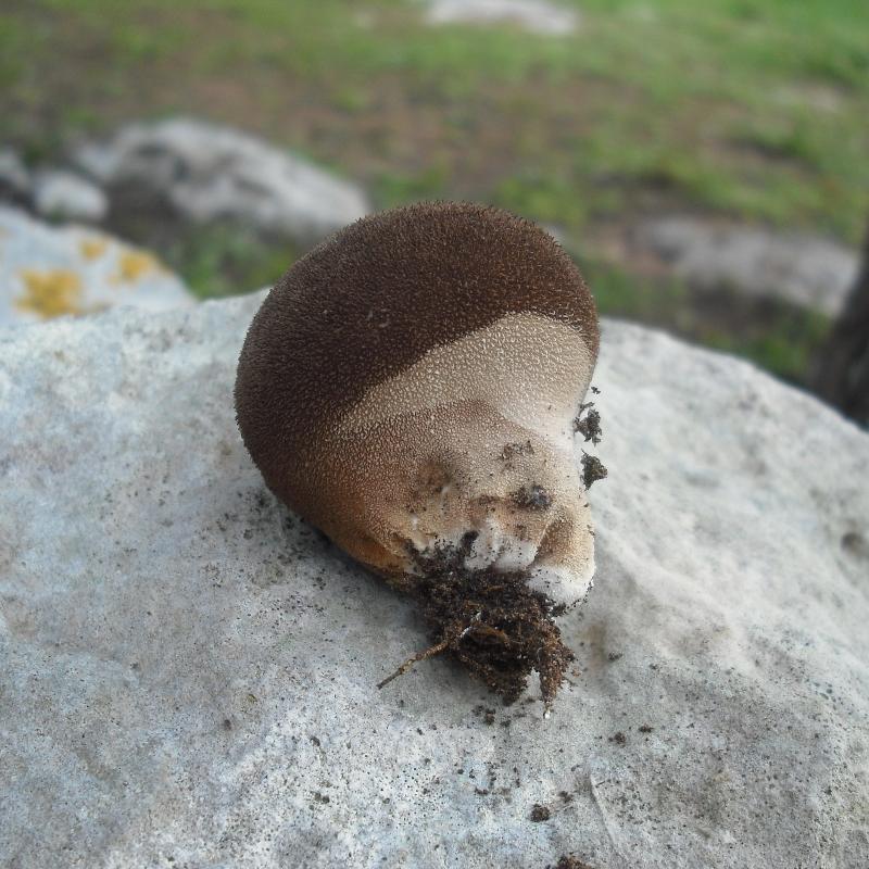 Lycoperdacea