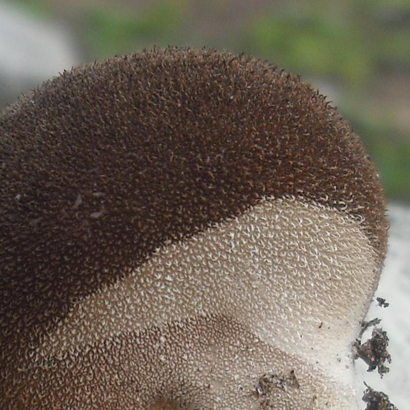 Lycoperdacea