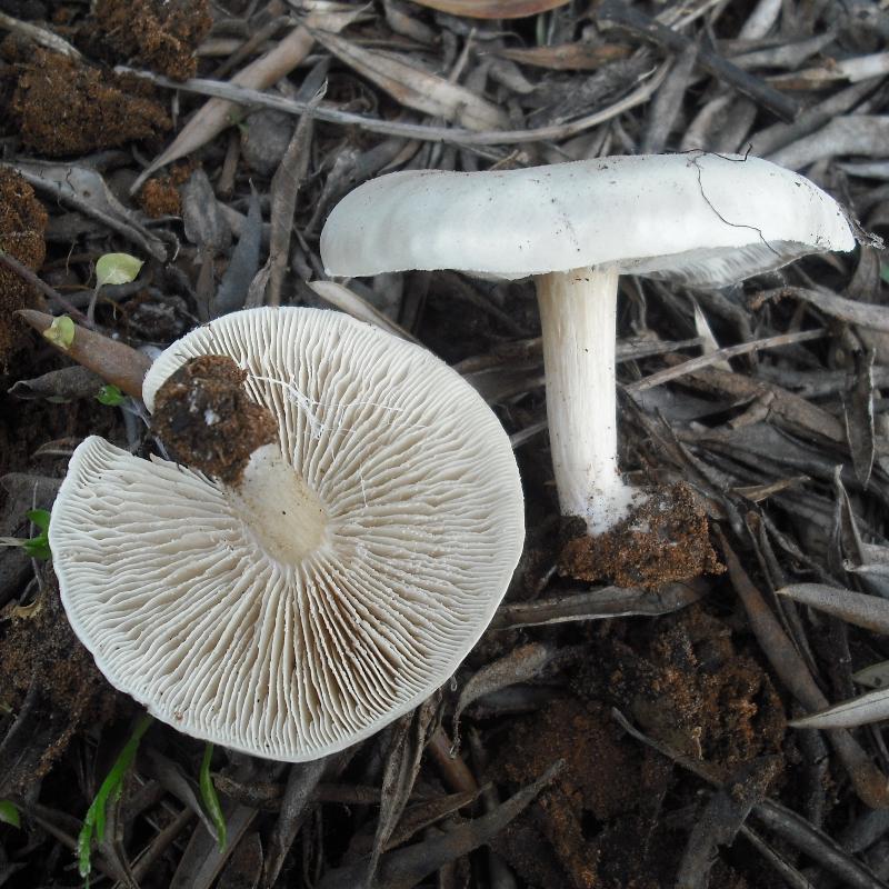Melanoleuca (cfr. Melanoleuca spegazzinii)