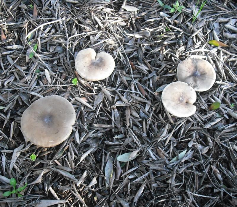 Melanoleuca sp.