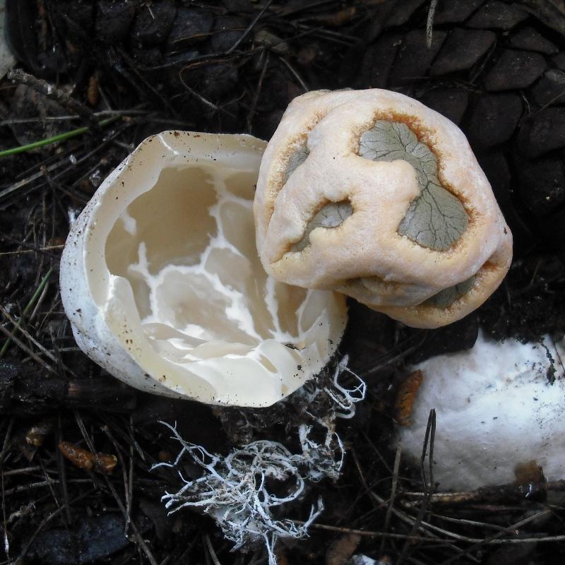 Sunday Bloody Sunday