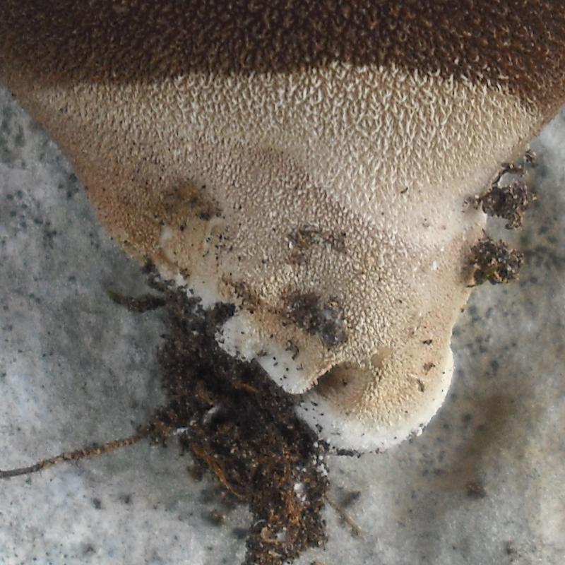 Lycoperdacea