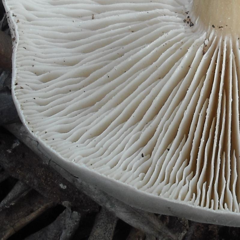 Melanoleuca (cfr. Melanoleuca spegazzinii)