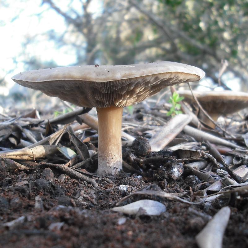 Melanoleuca sp.
