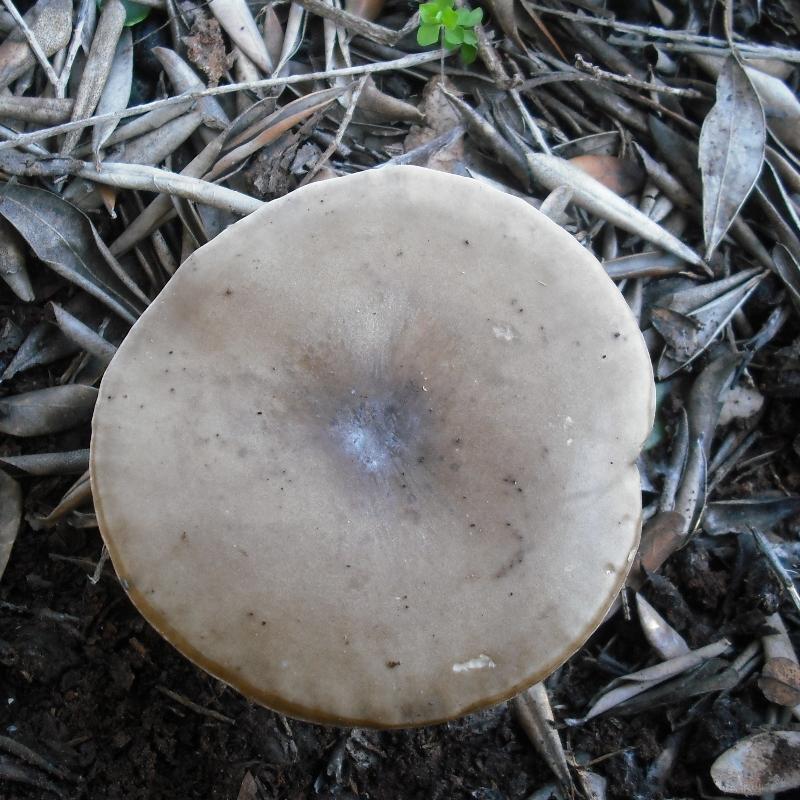 Melanoleuca sp.