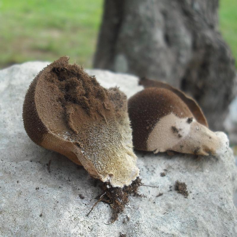 Lycoperdacea