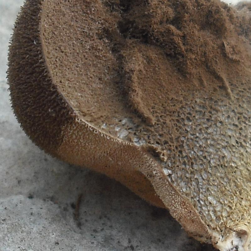 Lycoperdacea