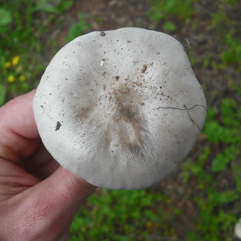 Melanoleuca (cfr. Melanoleuca spegazzinii)