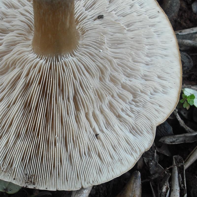 Melanoleuca sp.