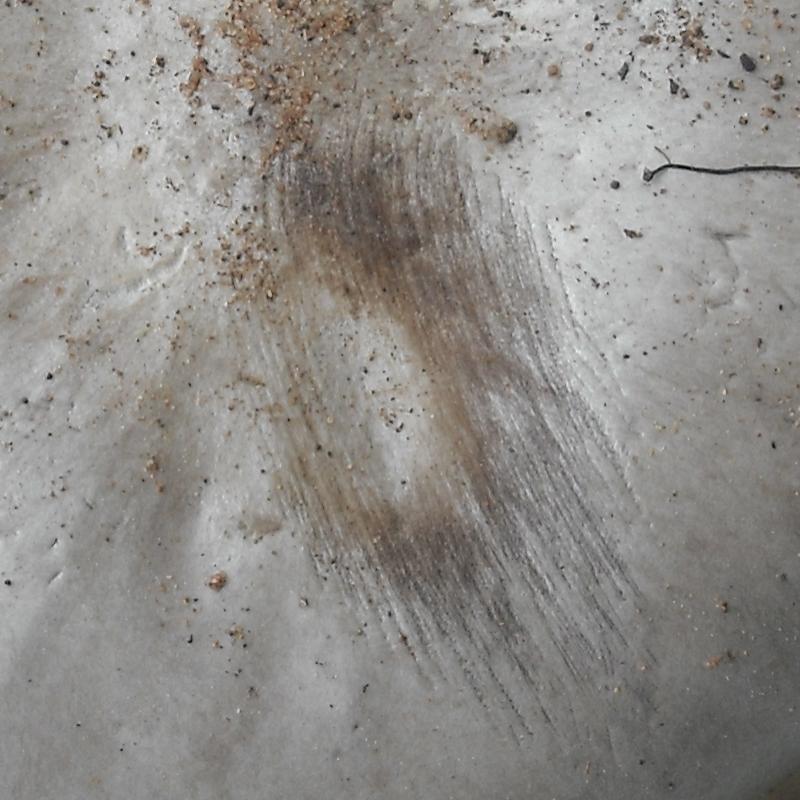 Melanoleuca (cfr. Melanoleuca spegazzinii)