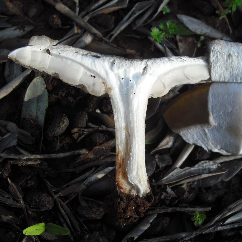 Melanoleuca sp.