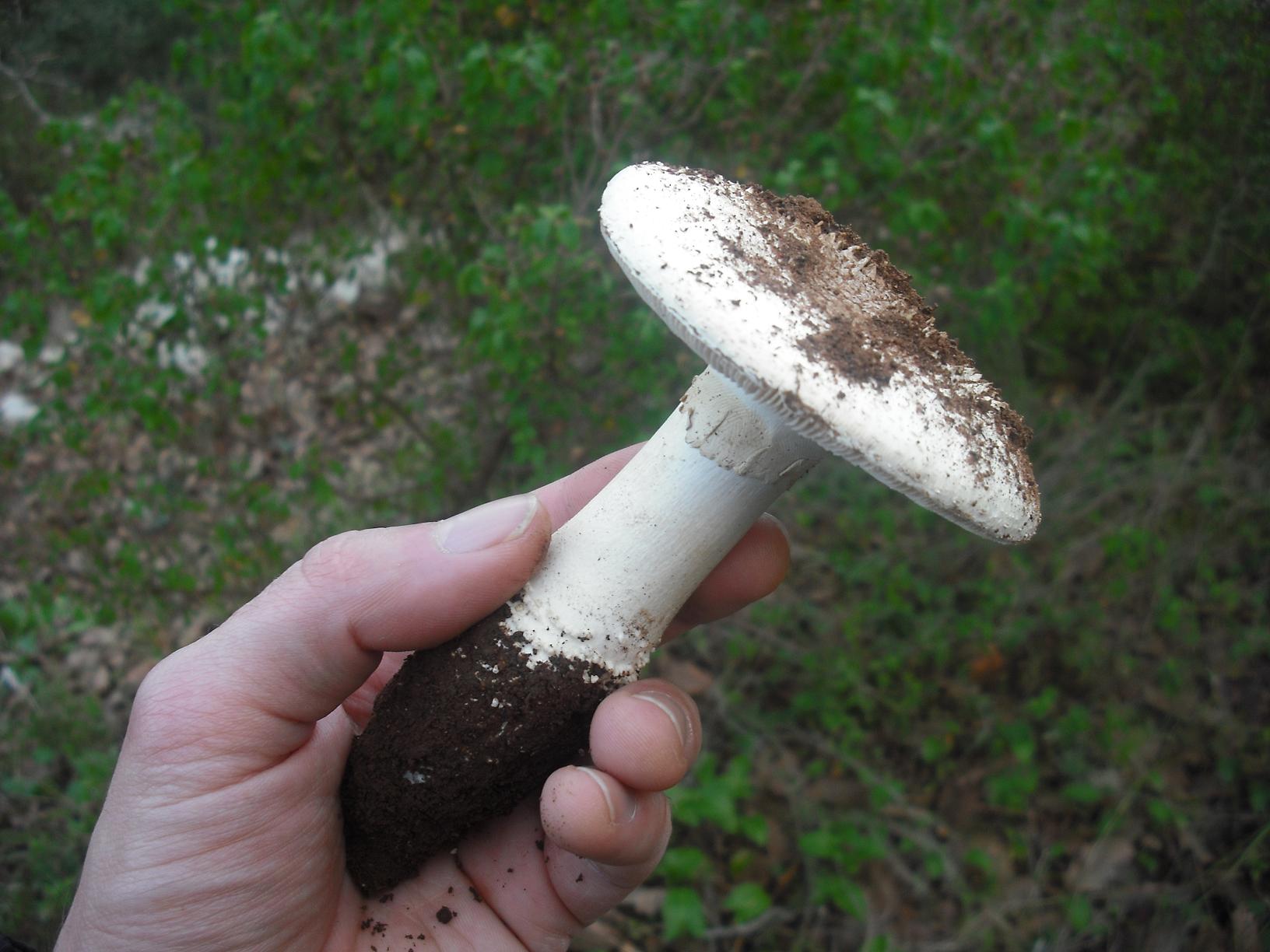 Amanita sp.