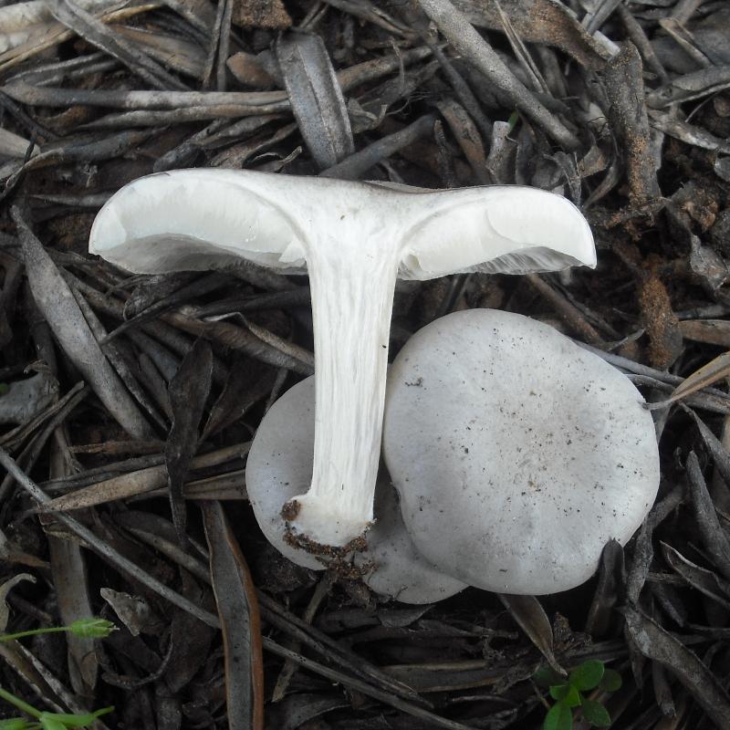 Melanoleuca (cfr. Melanoleuca spegazzinii)