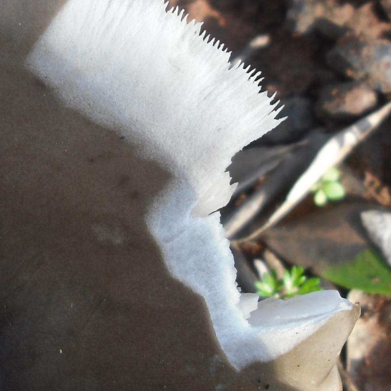 Melanoleuca sp.