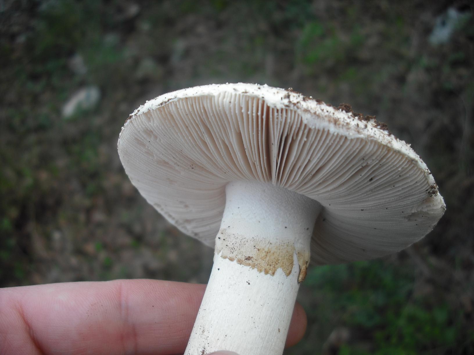 Amanita sp.